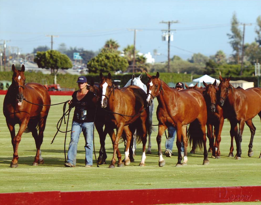 Career Grooms Working in Polo (Polo Groom Jobs) BGA